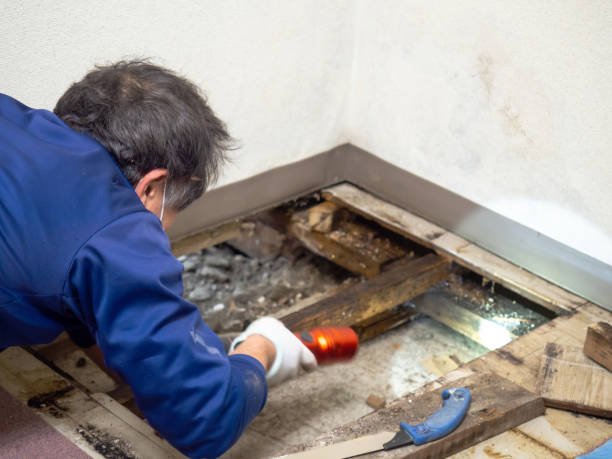 Best Commercial Mold Removal  in Ddanelle, AR