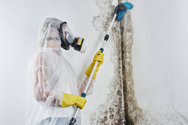 Best Affordable Mold Removal  in Ddanelle, AR
