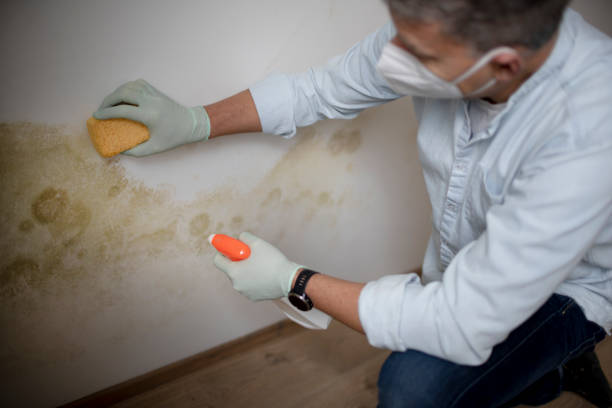 Best Black Mold Removal  in Ddanelle, AR