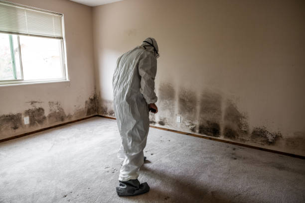 Best Fast Mold Removal  in Ddanelle, AR
